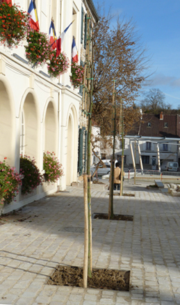 arbres_mairie
